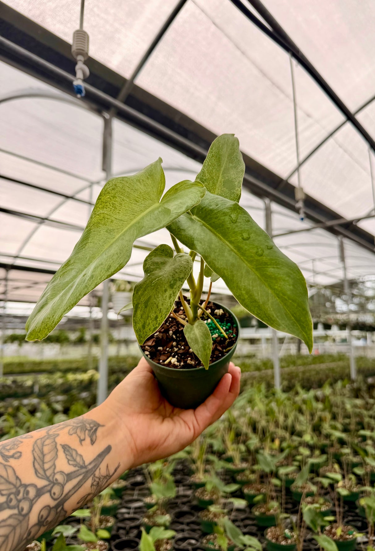 4" Philodendron 'Paraiso Verde'