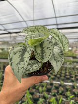 4" Scindapsus 'Silver Lady'