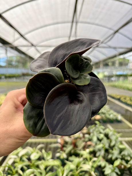 4” Geogenanthus ciliatus
