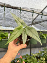 4” Alocasia ‘Dragons Breath’