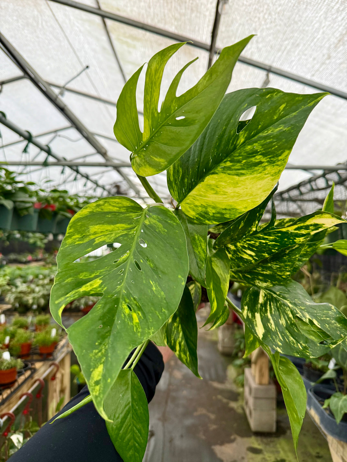 6" Epipremnum pinnatum 'Yellow Sunrise'