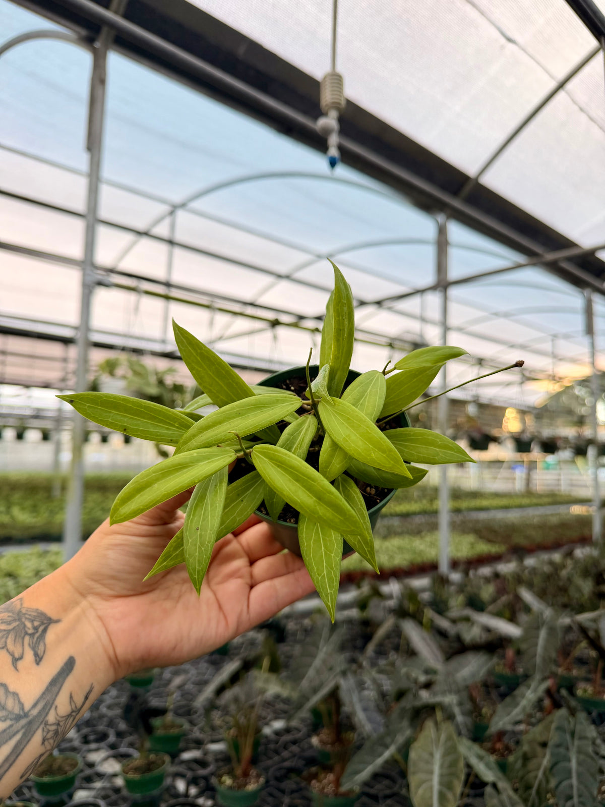 4" Hoya blashernaezii
