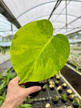 4" Monstera deliciosa variegated 'Aurea' ('Yellow Marilyn')