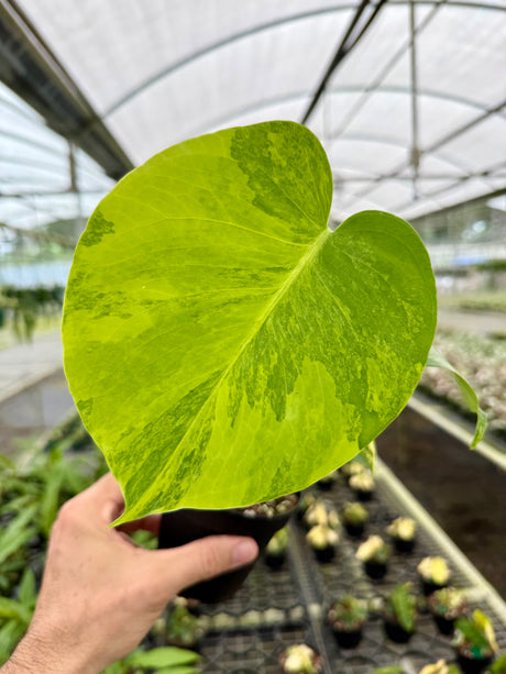 4" Monstera deliciosa variegated 'Aurea' ('Yellow Marilyn')