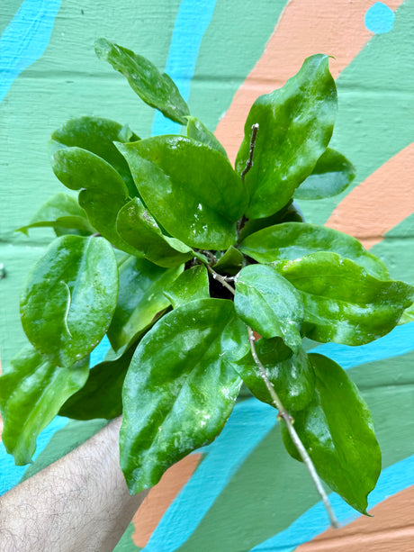 6" Hoya surigaoensis