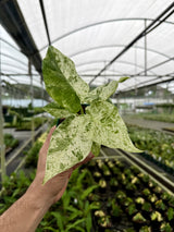 4" Alocasia ‘Blizzard’