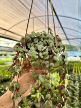 4” Ceropegia woodii ‘String of Hearts' hanging basket