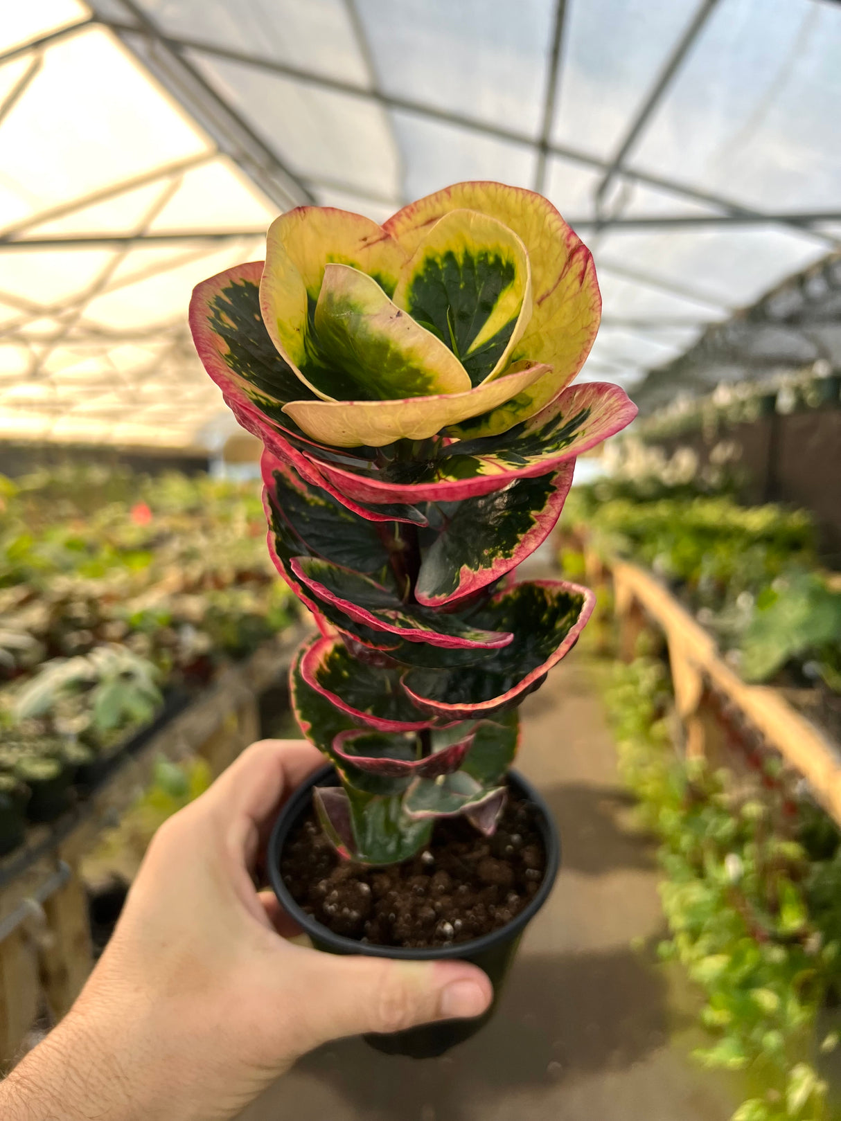 4" Croton Rose