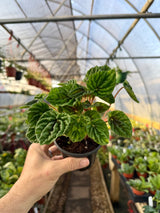4" Peperomia 'Emerald Ripples' - Canopy Plant Co.