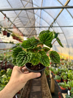4" Peperomia 'Emerald Ripples' - Canopy Plant Co.