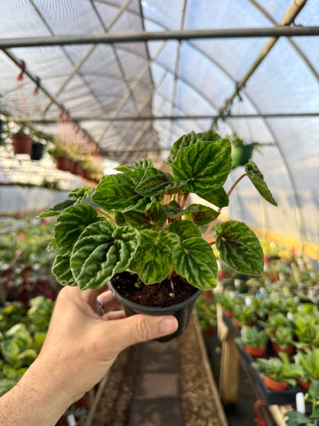 4" Peperomia 'Emerald Ripples' - Canopy Plant Co.