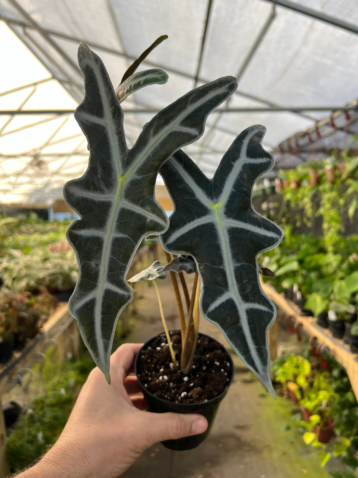 4" Alocasia Nobilis