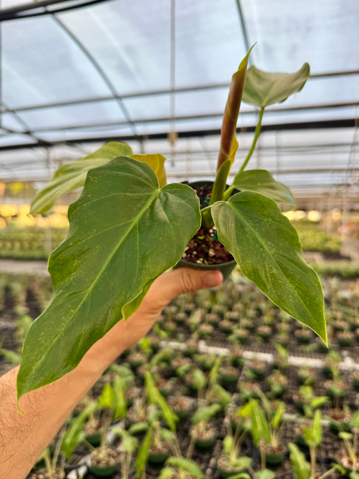 4" Philodendron corsinianum (P. pinnatifidum x P. verrucosum)