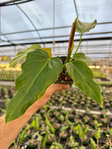 4" Philodendron corsinianum (P. pinnatifidum x P. verrucosum)