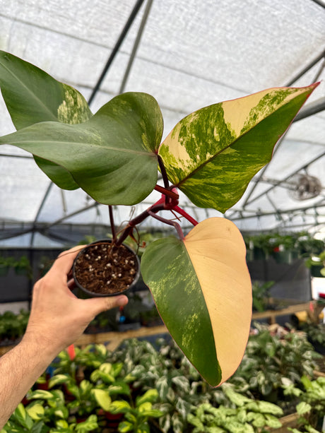 4” Philodendron 'Strawberry Shake'
