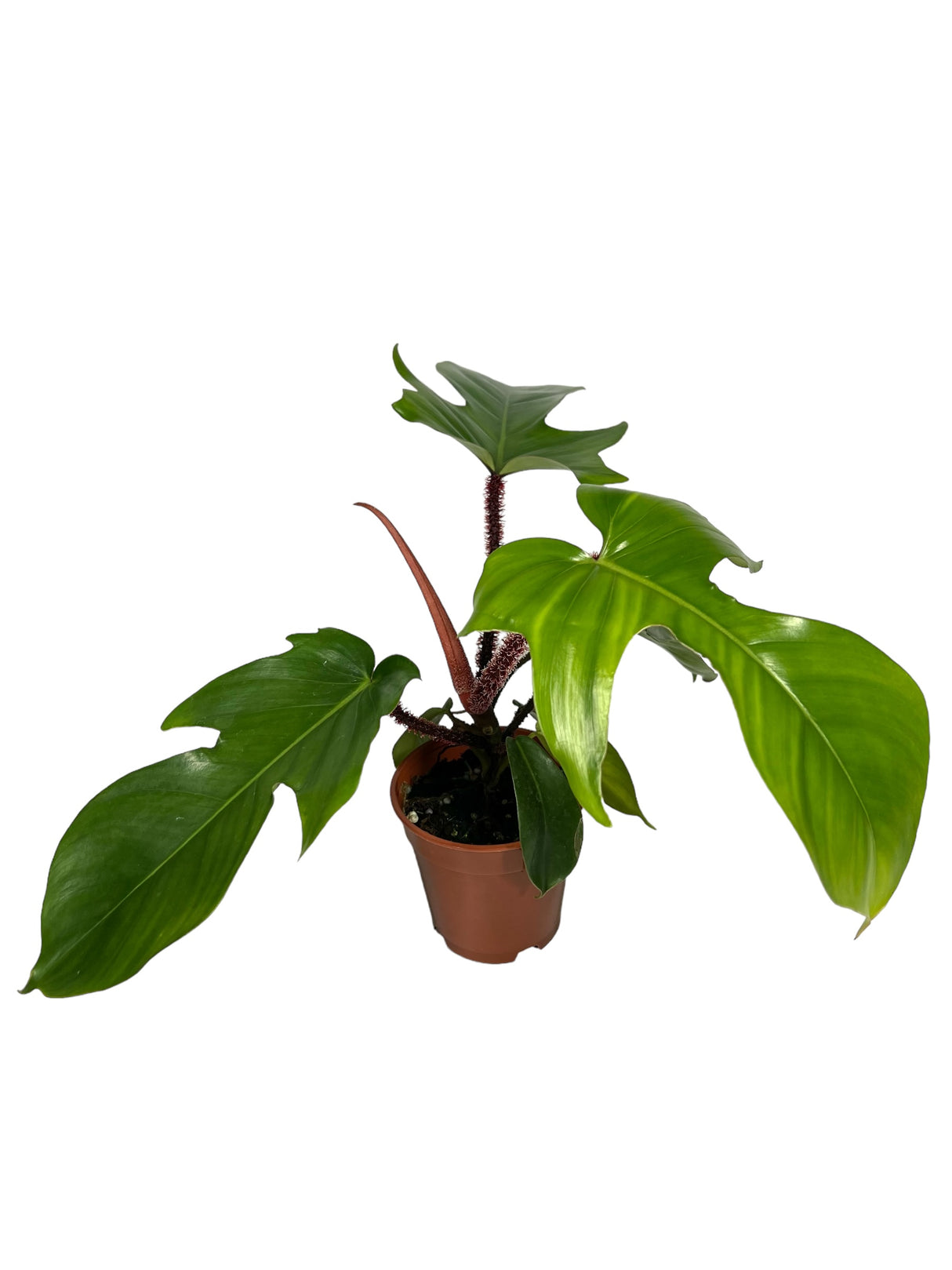 4" Philodendron squamiferum