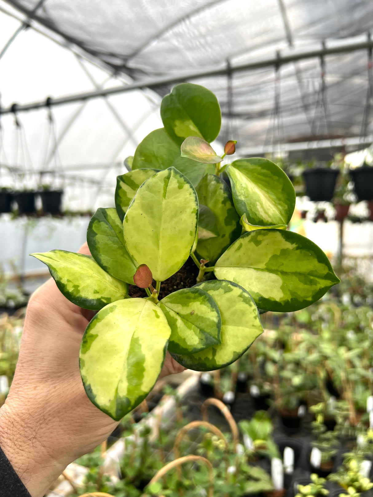 4" Hoya Lisa (variegated Australis)