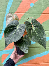 6” Anthurium magnificum OR1