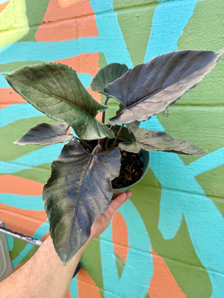 6” Alocasia ‘Antoro Velvet’