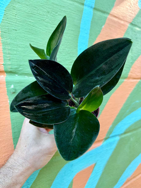 4” Scindapsus treubii 'Dark Form'