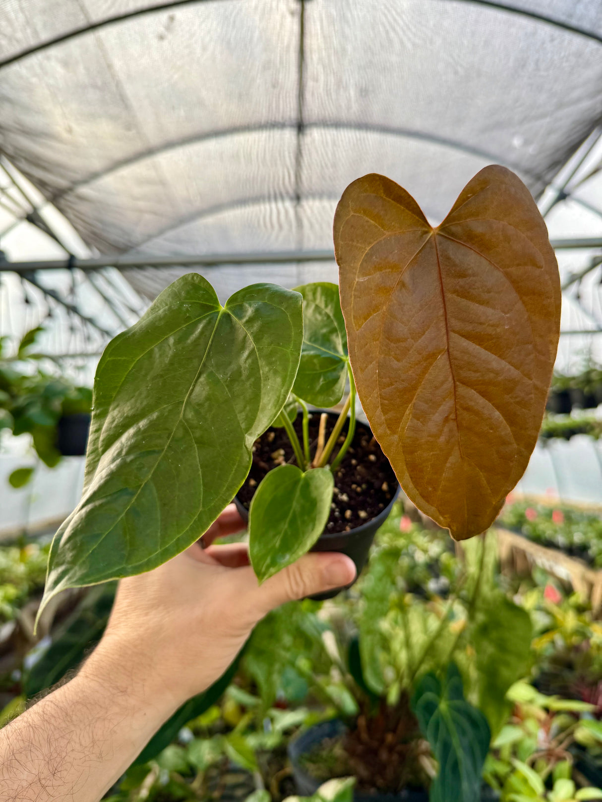 4" Anthurium ‘Queen of Hearts’