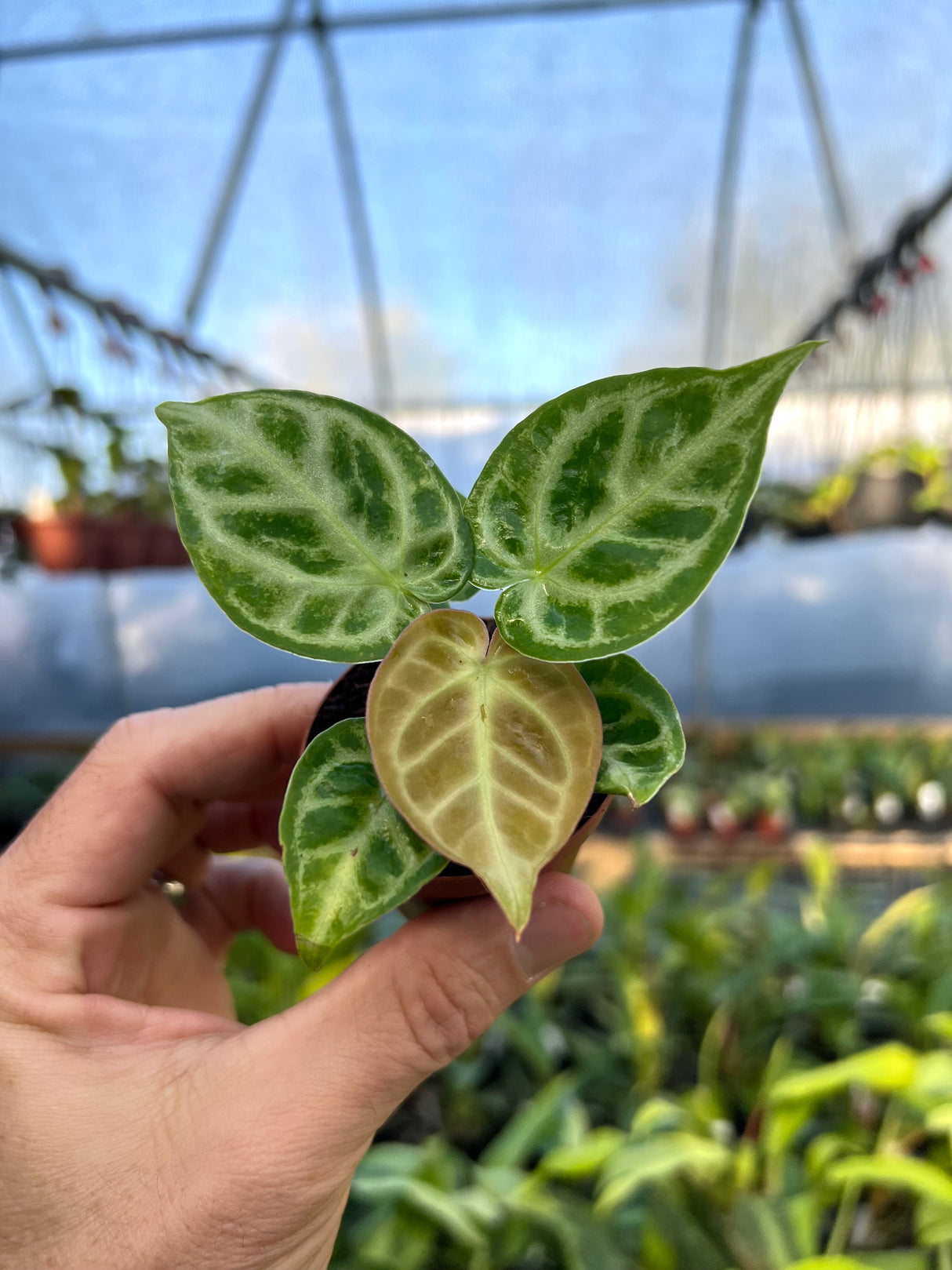 2" Anthurium Dorayaki x Silver Blush