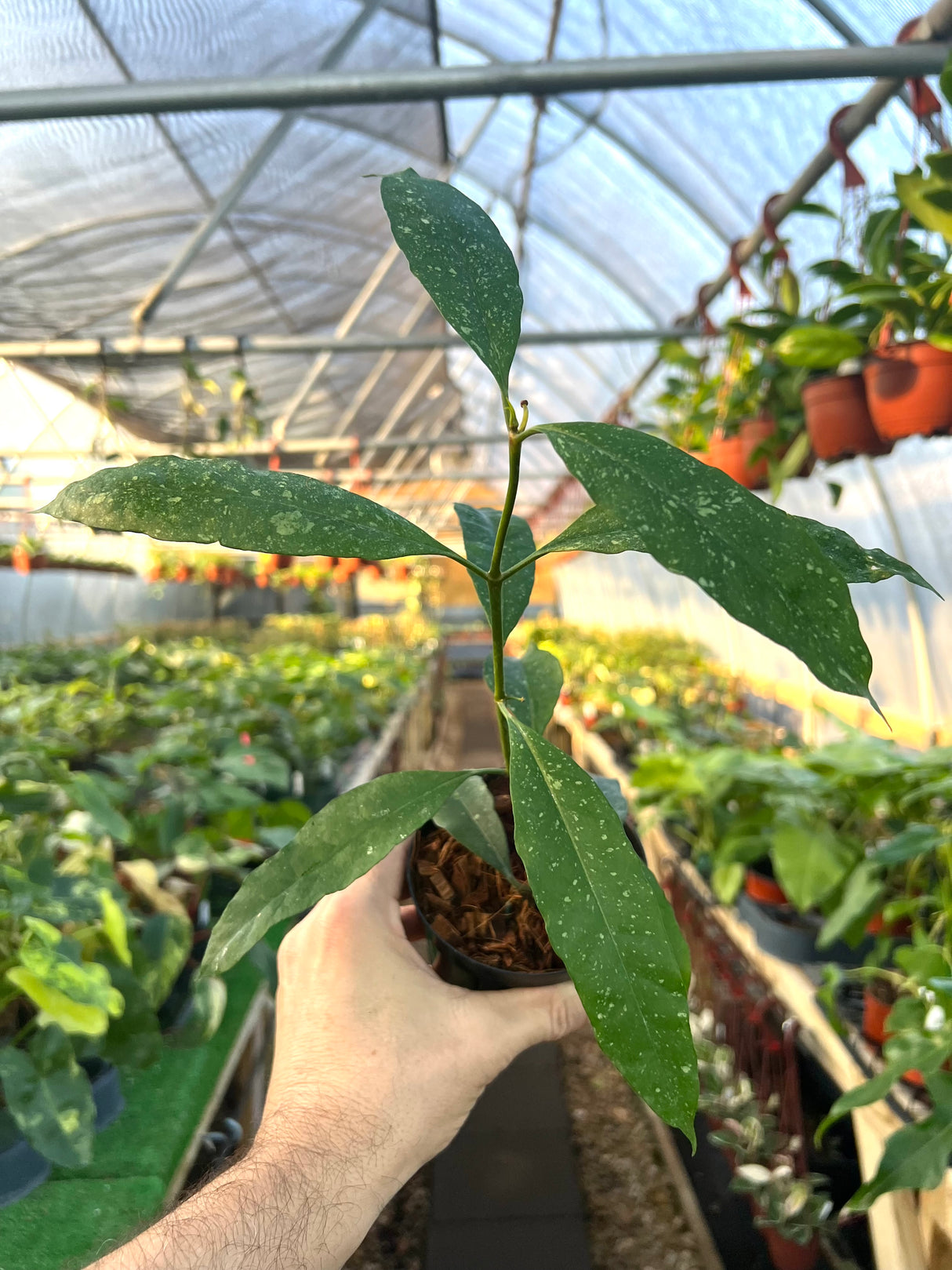 4” Hoya multiflora