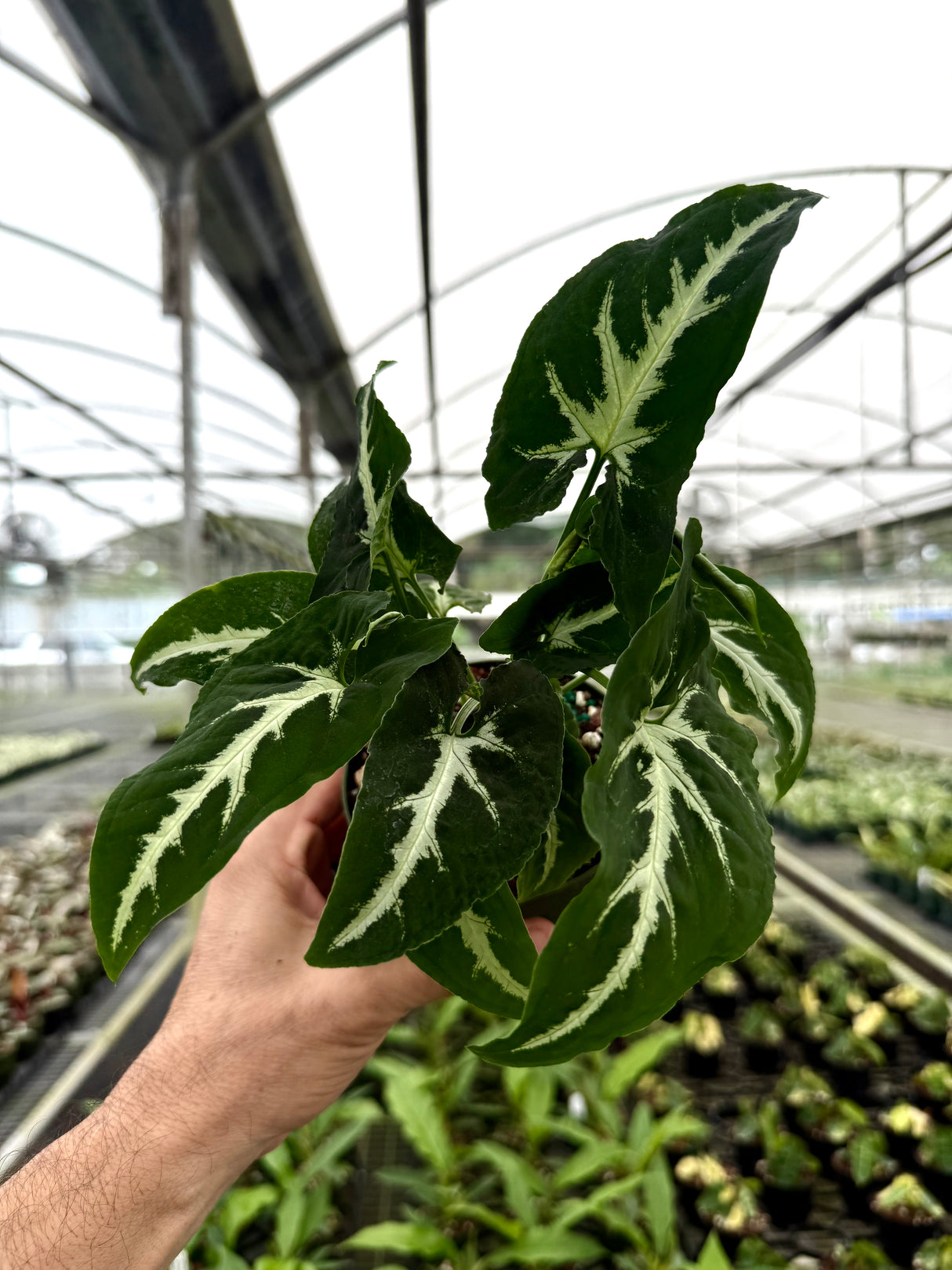 4” Syngonium wendlandii
