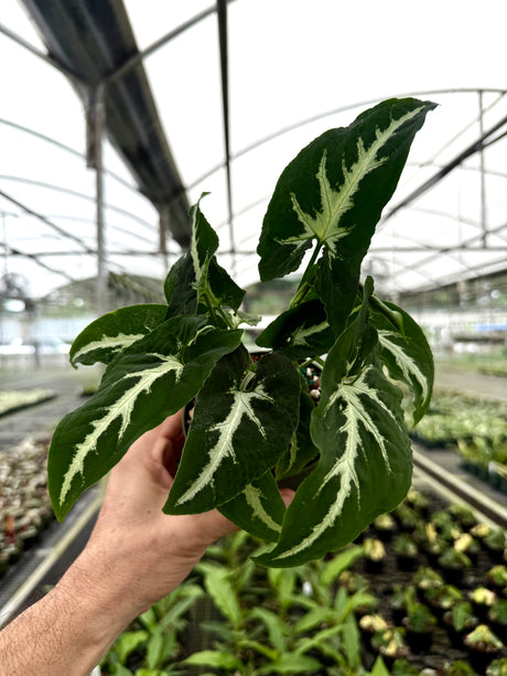 4” Syngonium wendlandii