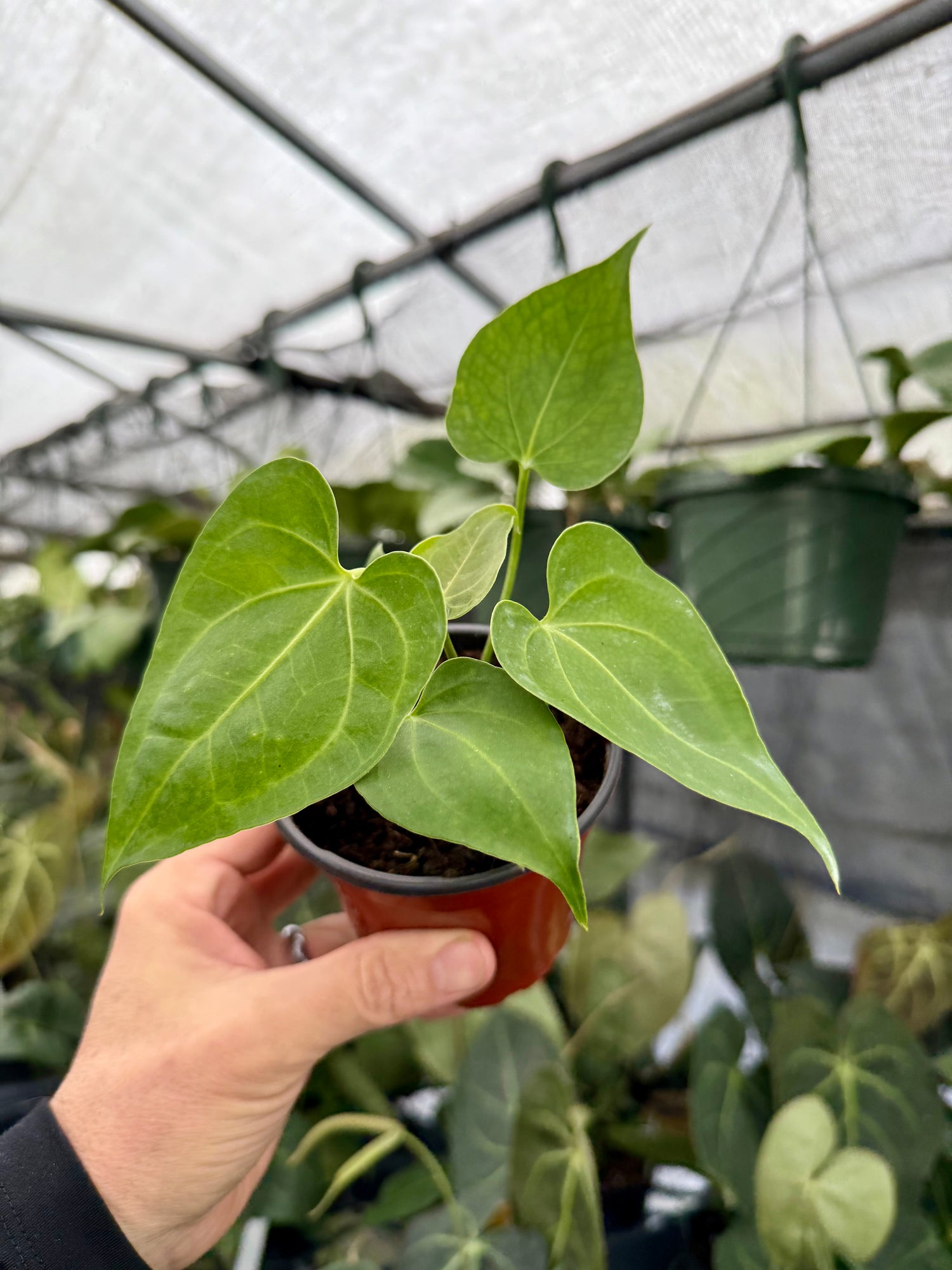 anthurium clarinervium. 4" Anthurium clarinervium – Canopy Plant Co