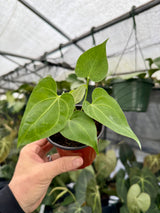 4" Anthurium clarinervium