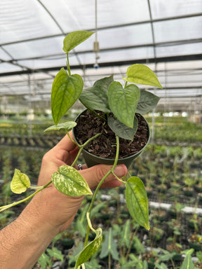 4” Pothos ‘Cebu Ghost’ - Canopy Plant Co.