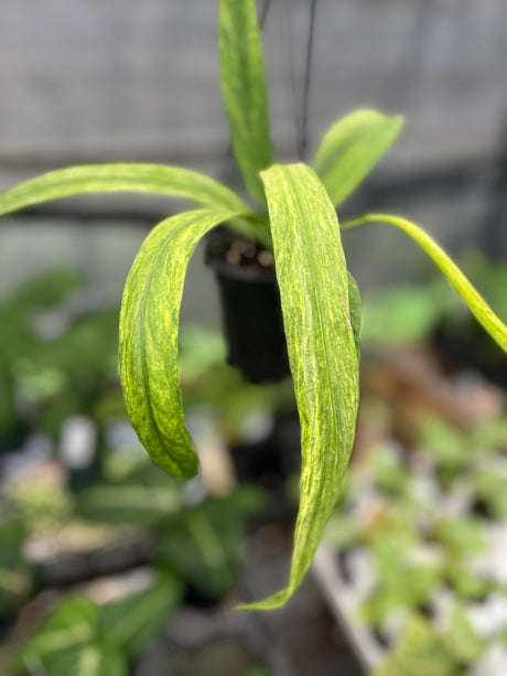 4" Anthurium vittarifolium variegated hanging basket