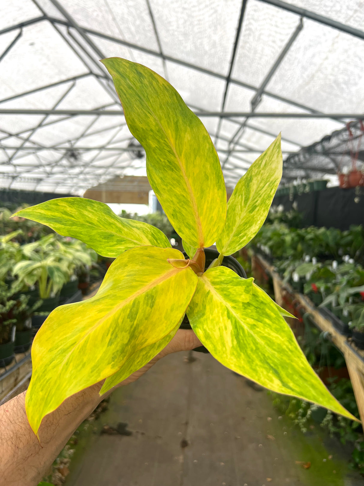 4” Philodendron Orange Marmalade