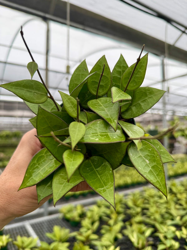 4” Hoya verticillata 'Black Margin'