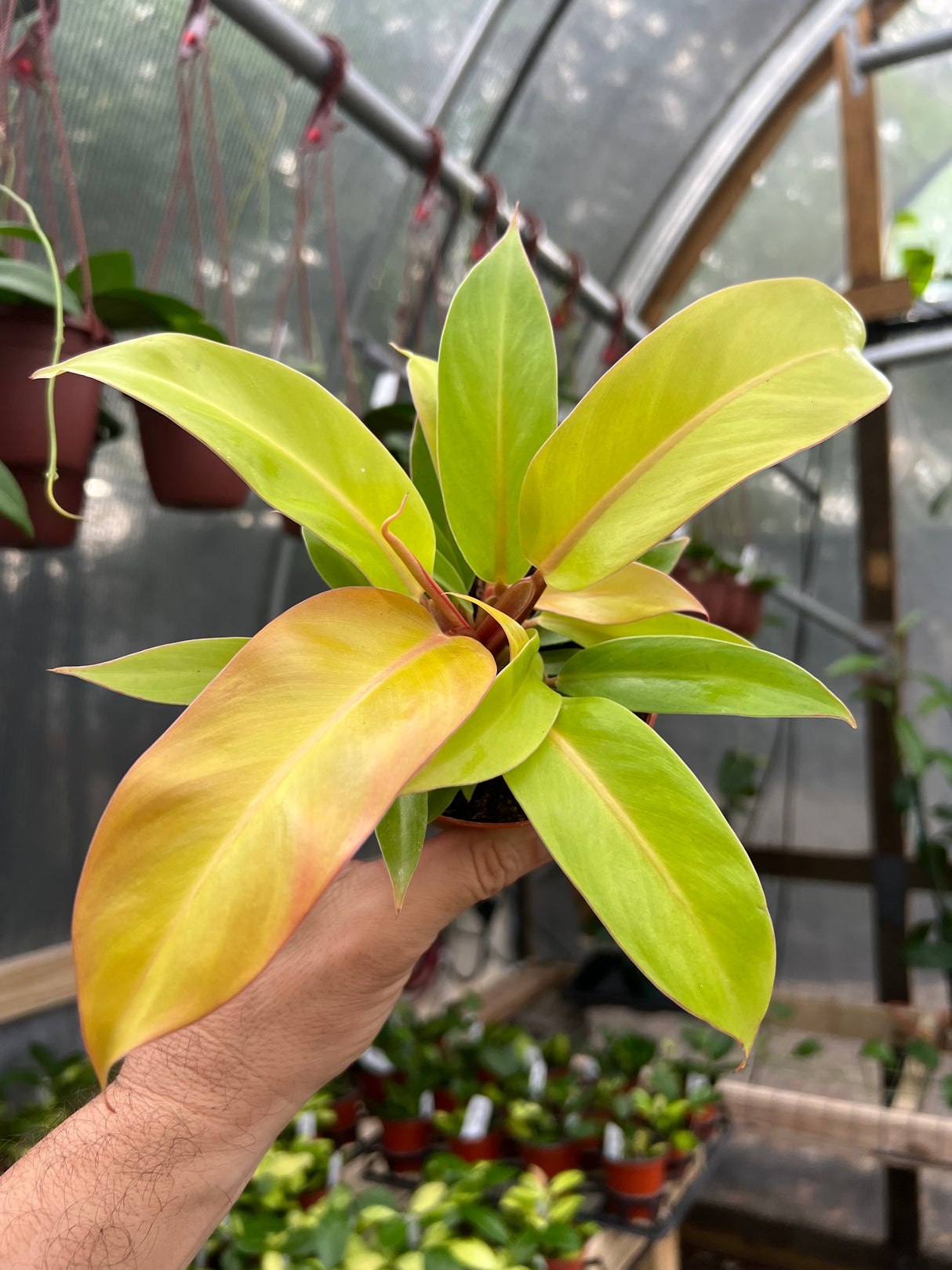 4" Philodendron Prince Of Orange