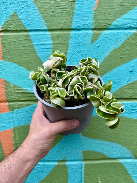 6" Hoya compacta variegated 'Rope' - Canopy Plant Co.