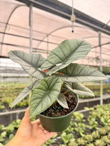 6" Alocasia ‘Platinum’