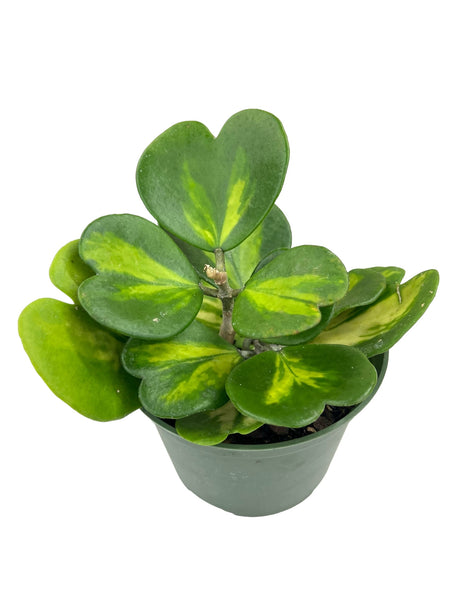 6" Hoya kerrii 'Picta' (inner variegated) - Canopy Plant Co.