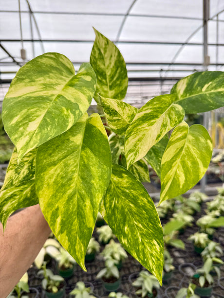 epipremnnum pinnatum golden flame