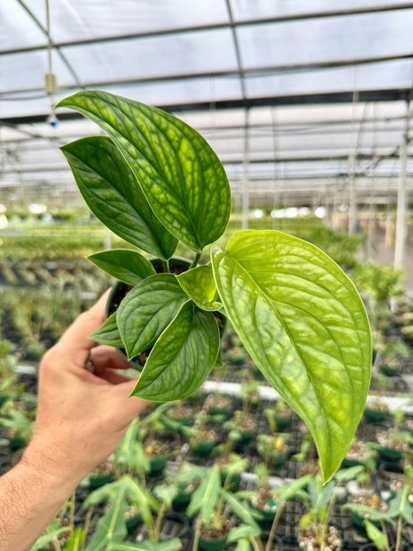 4" Monstera pinnatipartita - Canopy Plant Co.