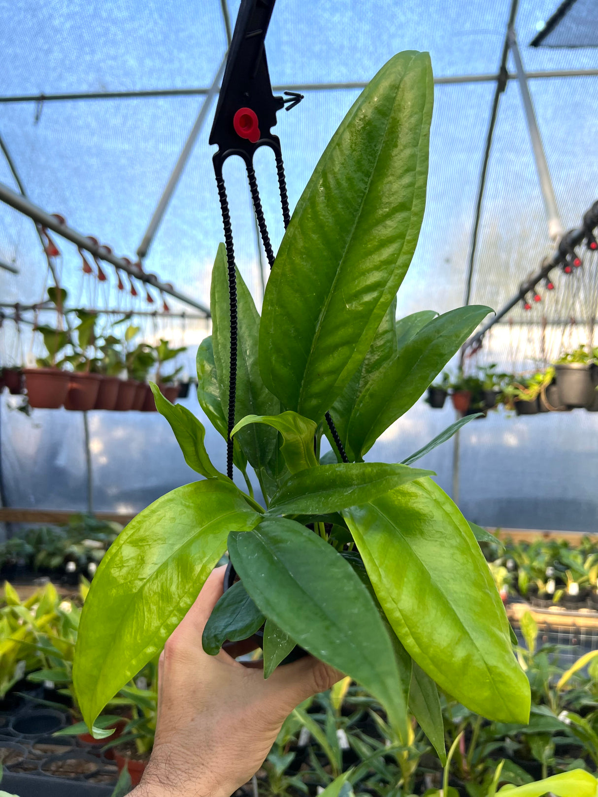 4" Anthurium bakeri hanging basket - Canopy Plant Co.