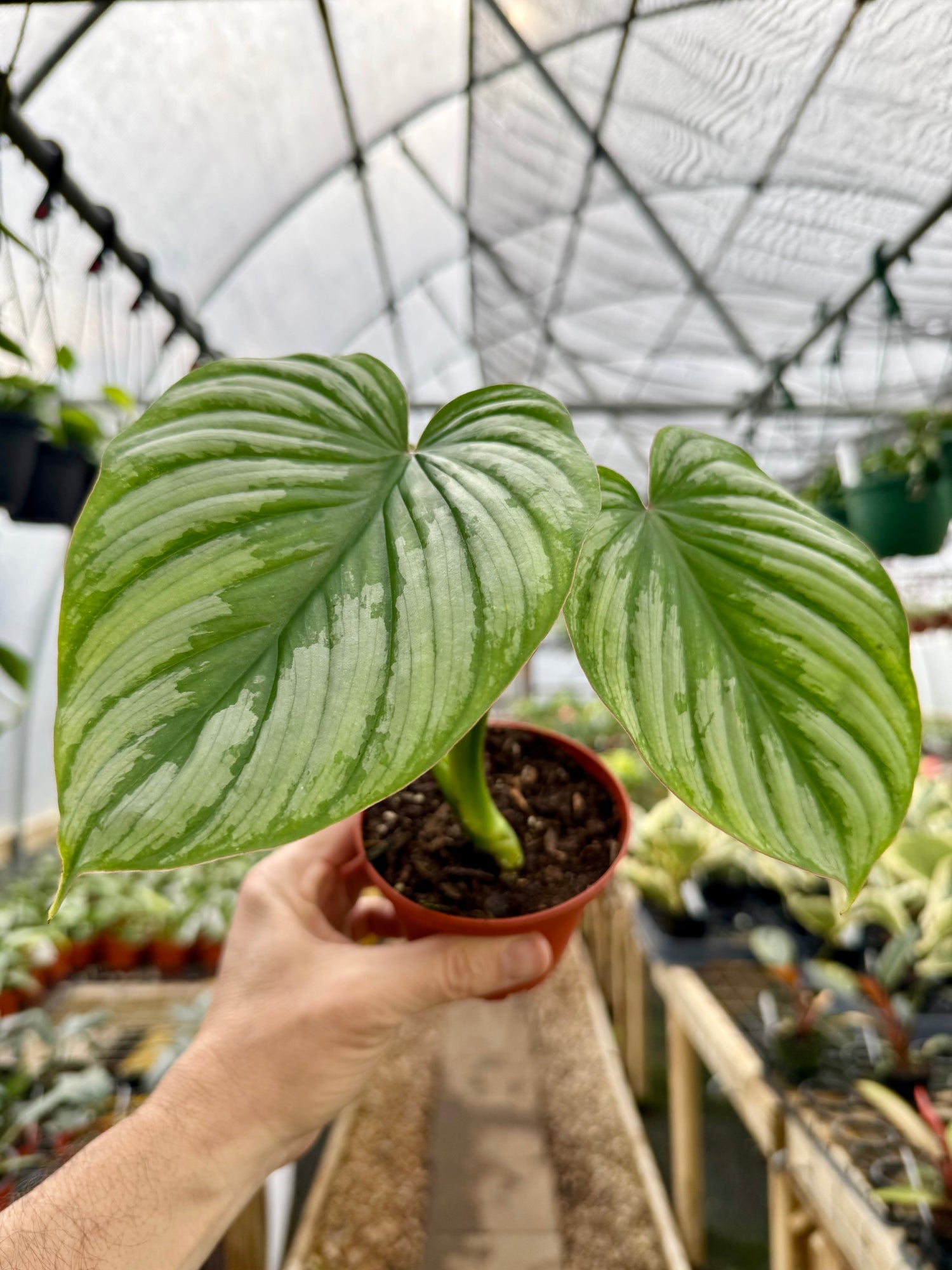 philodendron mamei care 4” Philodendron mamei silver – Canopy Plant Co