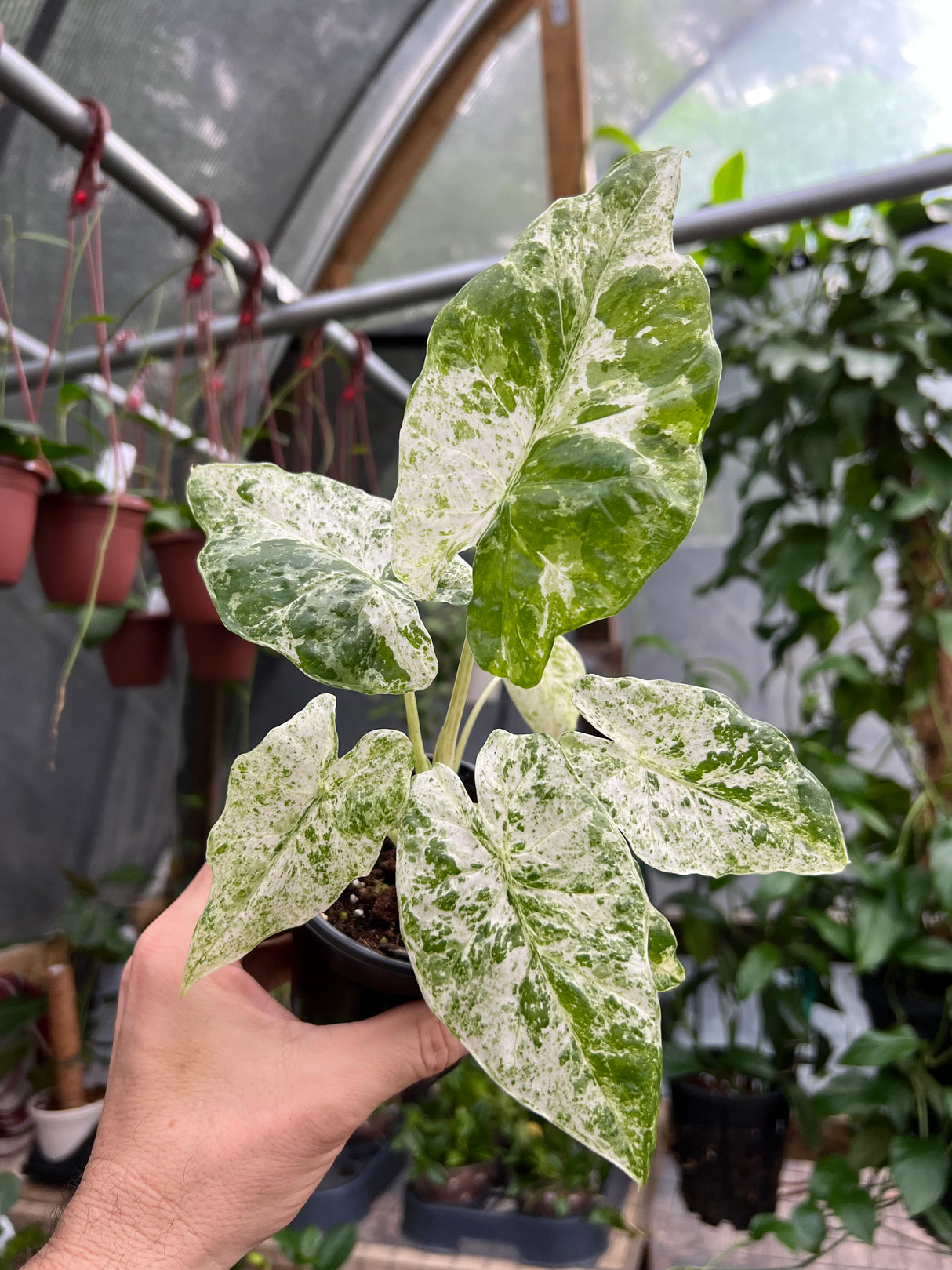 4" Alocasia Blizzard