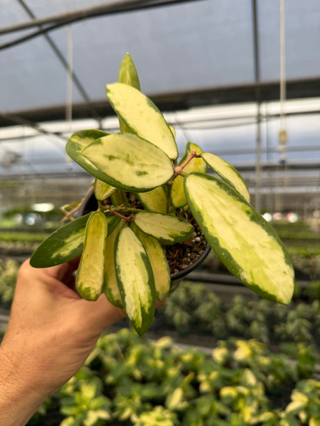 4" Hoya acuta inner variegated - Canopy Plant Co.