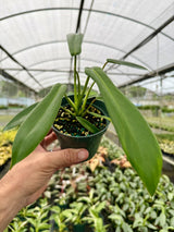 4” Philodendron ‘Joepii’
