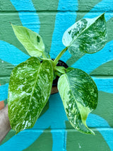 4" Philodendron ‘Jose Buono’