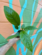 4" Anthurium 'Big Bill'