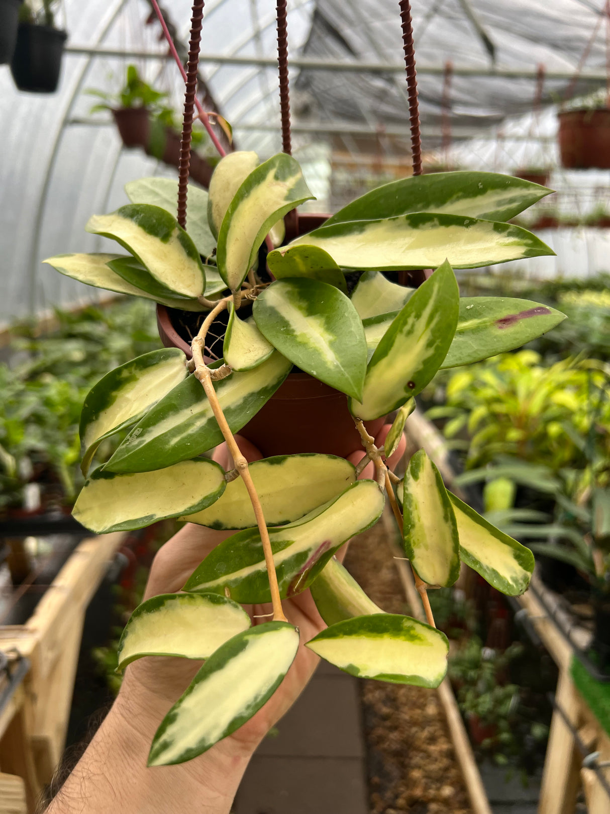 4" Hoya acuta inner variegated hanging basket