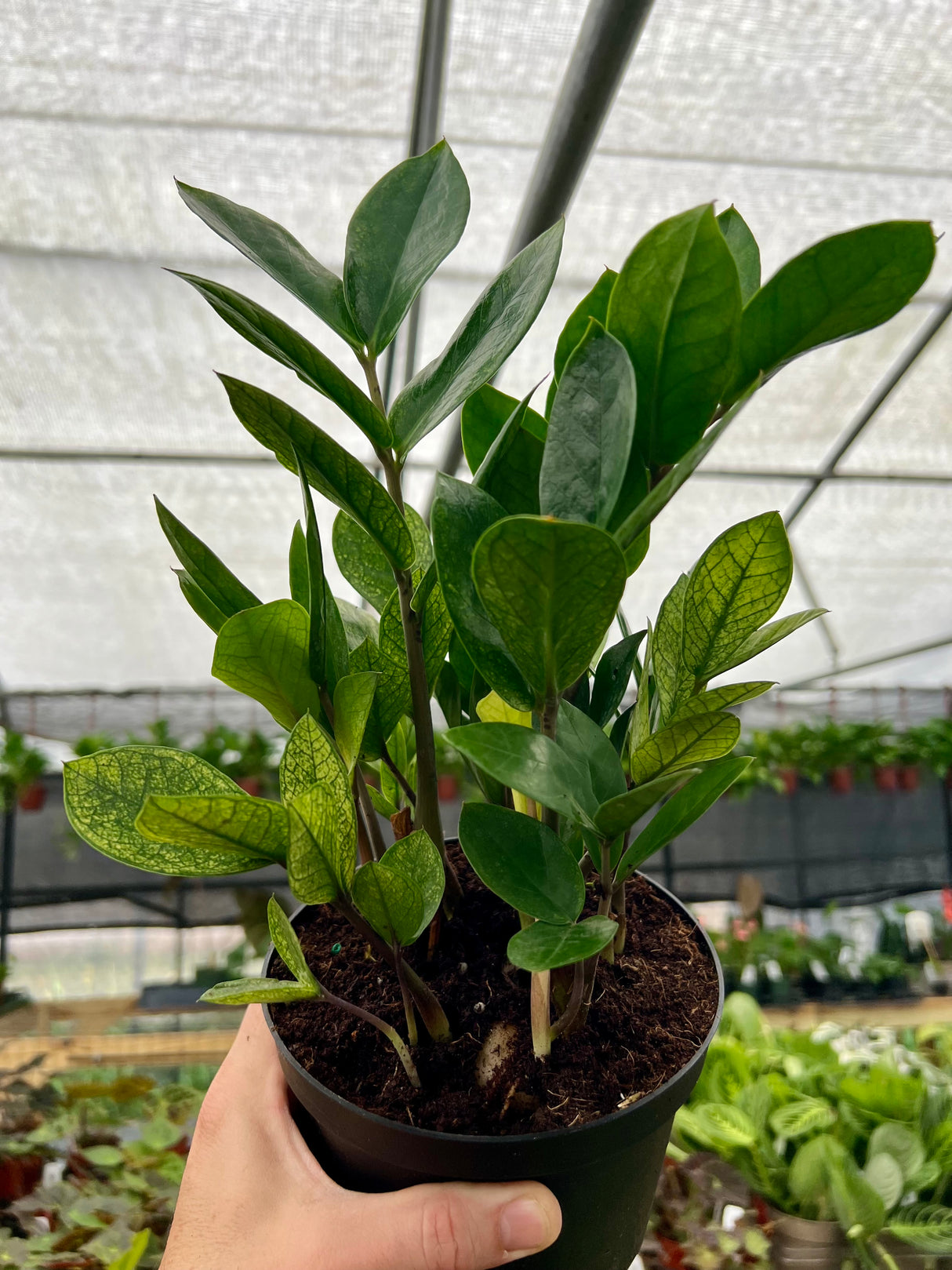6" Zamioculcas zamiifolia 'Chameleon'